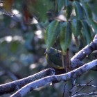 Ptilinopus coronulatus coronulatus