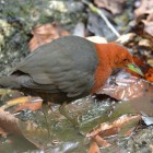 Rallina tricolor