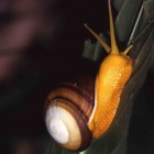 Snail