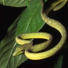 Serpent fouet