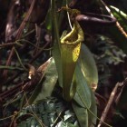 Nepenthes