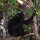 Black Macaque