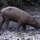 Babirusa