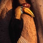 Hornbill