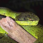 Pit viper