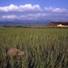 Rice fields