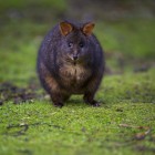 Pademelon à ventre rouge