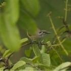 Xanthotis flaviventer saturatior